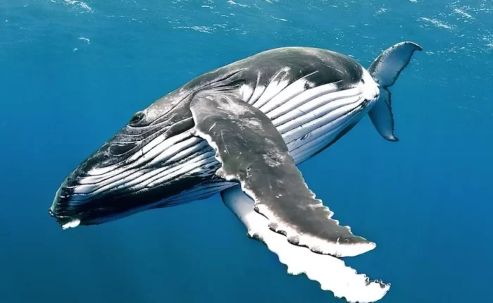 Ballenas en el chocó