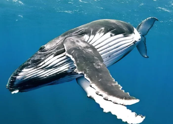 Ballenas en el chocó