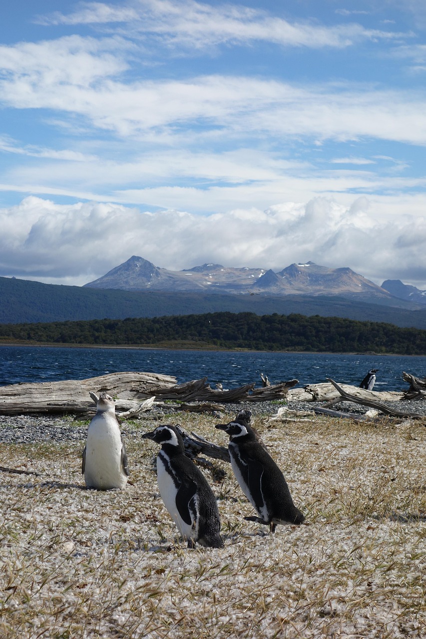 nature, penguins, animal, patagonia, argentina, wildlife